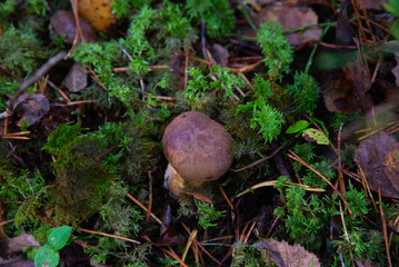 beautiful beck in an outdoor park on a sunny autumn day