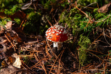 beautiful mushroom flycatcher in an outdoor park on a sunny autumn day