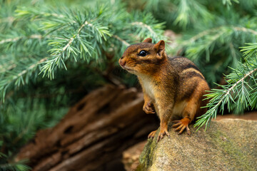 Chipmunk sitting on a tree stump