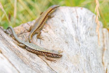 Small brown lizard in the nature