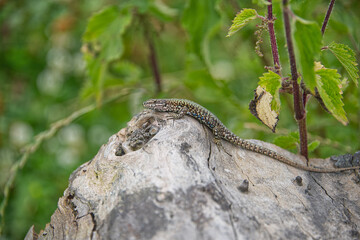 Small green lizard in the nature