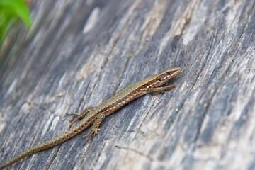 Green brown gecko on a wood