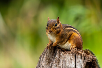 Chipmunk sitting on a tree stump