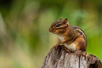 Chipmunk sitting on a tree stump