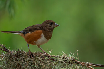 Eastern towhee perched on a tree branch