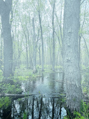 Foggy Swamp with Eerie feel to it