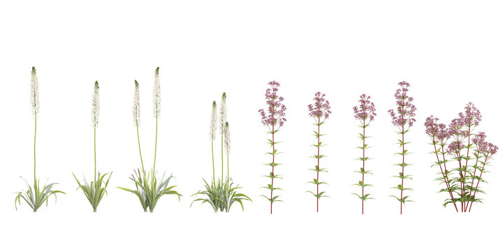 3d rendering of Himalayan Foxtail Lily,Eupatorium maculatum Plants on transparent background