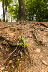 Autumn in the forest, close-up of tree roots sticking out of the ground, warm colors.