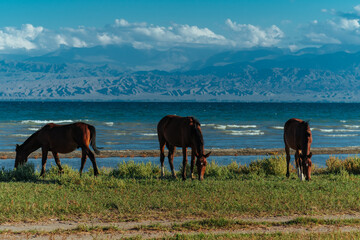 Horses grazing on lake shore on summer day