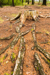 Autumn in the forest, close-up of tree roots sticking out of the ground, warm colors.