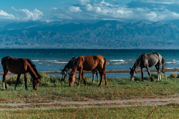 Horses grazing on lake shore on summer day