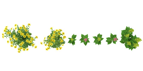 Collection of Echinacea purpurea,Lobelia tupa plant on transparent background from the top view