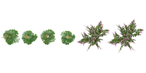 collection of Artemisia vulgaris,lavatera clementii flower plants isolated on white background from top view