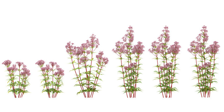 collection of Eupatorium maculatum Plants isolated on white background