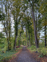 footpath in autumn park