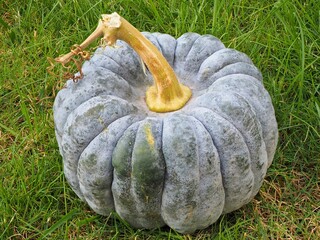 Zierkürbis als Dekoration im Herbst