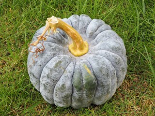 Zierkürbis als Dekoration im Herbst