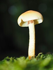 Pilz Schwefelköpfe (Hypholoma) im Wald als Makro mit unscharfem Hintergrund