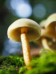 Pilz Schwefelköpfe (Hypholoma) im Wald als Makro mit unscharfem Hintergrund