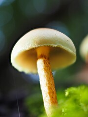 Pilz Schwefelköpfe (Hypholoma) im Wald als Makro mit unscharfem Hintergrund