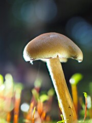 Pilz Schwefelköpfe (Hypholoma) im Wald als Makro mit unscharfem Hintergrund