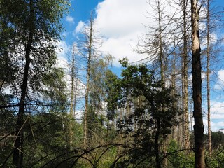 Fototapeta premium Tote Bäume im sterbenden deutschen Wald
