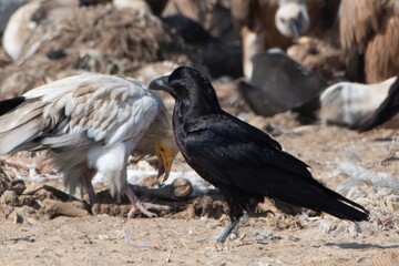 Punjab Raven (Corvus corax laurencei) at Jorbeer carcass dump in Rajasthan, India