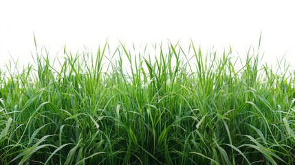 Obraz premium Bright green grassy field, isolated on a pristine white background. Ideal for spring and summer themes