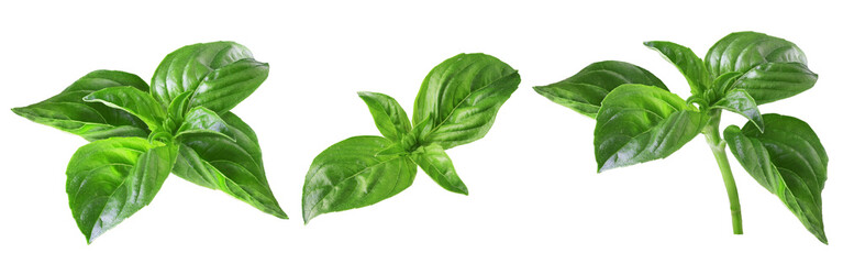real isolated leaves of green basil
