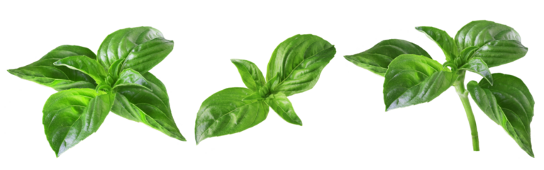 real isolated leaves of green basil