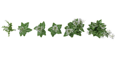 Obraz premium Tropical Artemisia vulgaris,Scoparia dulcis flower plants isolated used for architecture from the top view