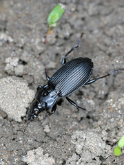Pterostichus niger is a species of woodland ground beetle in the family Carabidae. A predatory insect, a natural enemy of plant pests on crops and in gardens.