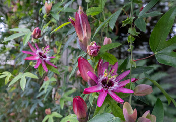 Stunning deep pink Passion flowers passiflora, growing in the glasshouse at RHS Wisley garden, Woking, Surrey, UK.