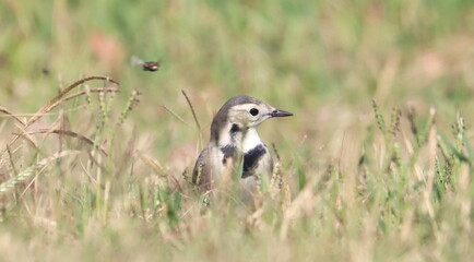 White Wagtail in green grass, Motacilla alba, birds of Montenegro