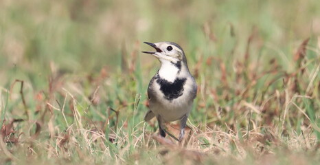 White Wagtail in green grass, Motacilla alba, birds of Montenegro