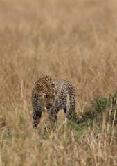 A leopard observing the burrow of warthog, Masai Mara.