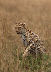 leopard in the savanah grassland,  Masai Mara.