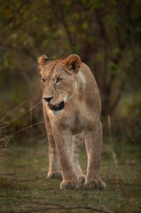 Portrait of a subadult  Lion at Masai Mara, Kenya