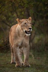 Portrait of a subadult Lion at Masai Mara, Kenya