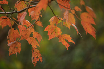 Vibrant Maple Leaves in Autumn