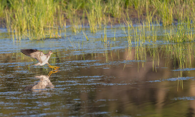 Lesser yellowlegs landing in a shallow pond at sunset.