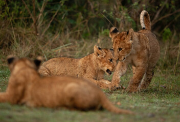Lion cubs playing in the morning at Masai Mara, Kenya