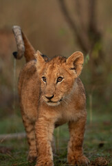 Portrait of a Lion cub at Masai Mara, Kenya