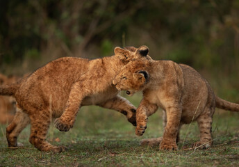 Lion cubs playing on green grass at Masai Mara, Kenya