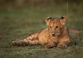Lion cub resting on green at Masai Mara, Kenya