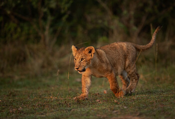 Lion cub in the morning hours at Masai Mara, Kenya