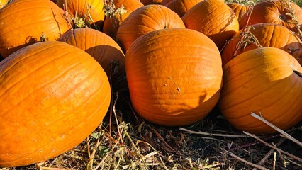 Close up of pumpkins in a field