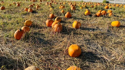 pumpkins in a field