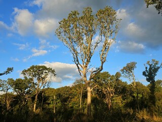 Fototapeta premium Woodland in Bexhill, East Sussex, United kingdom that looks like a tropical rainforest