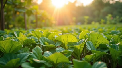 Morning Dew on Fresh Garden Greens at Sunrise
